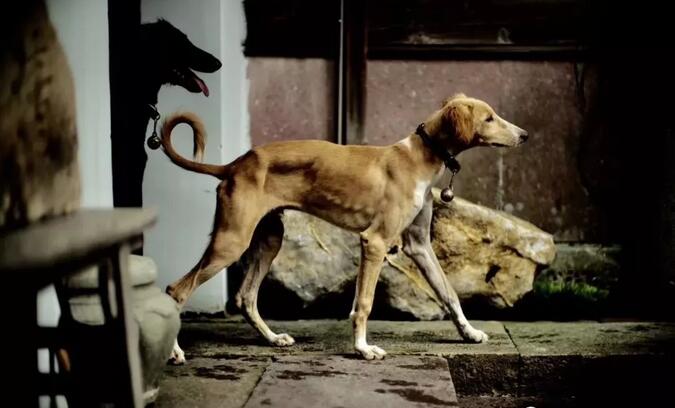 青岛别墅景观设计