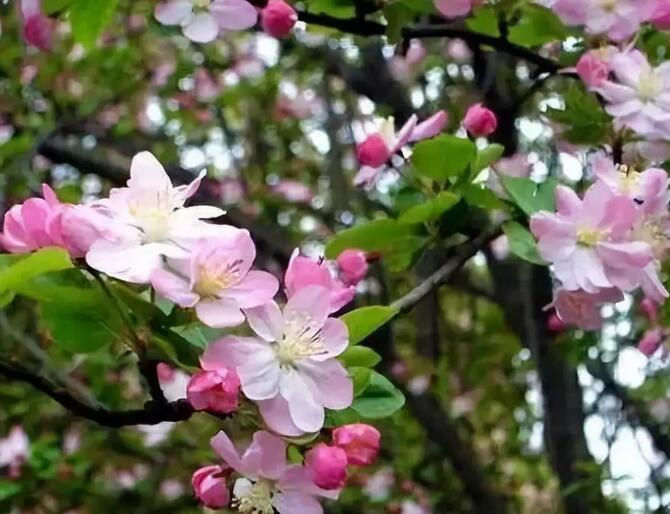 青岛花园设计,青岛庭院设计