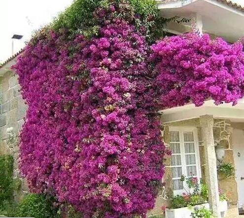 青岛花园设计与施工