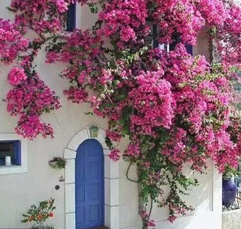 即墨庭院花园设计