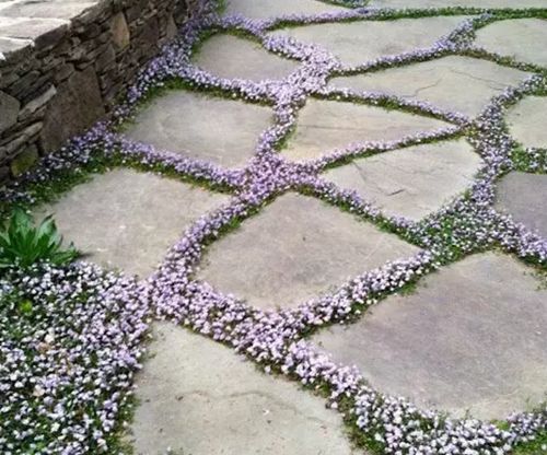  　石缝间嵌入草花