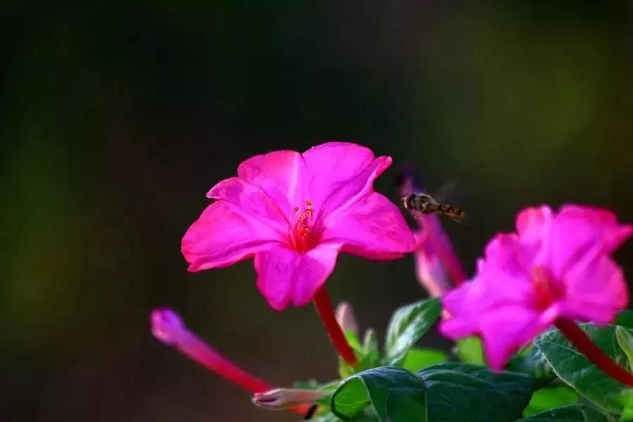 青岛花园设计-夜来香