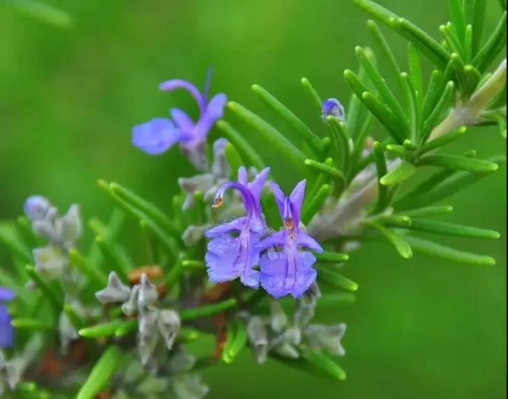 青岛花园设计-迷迭香