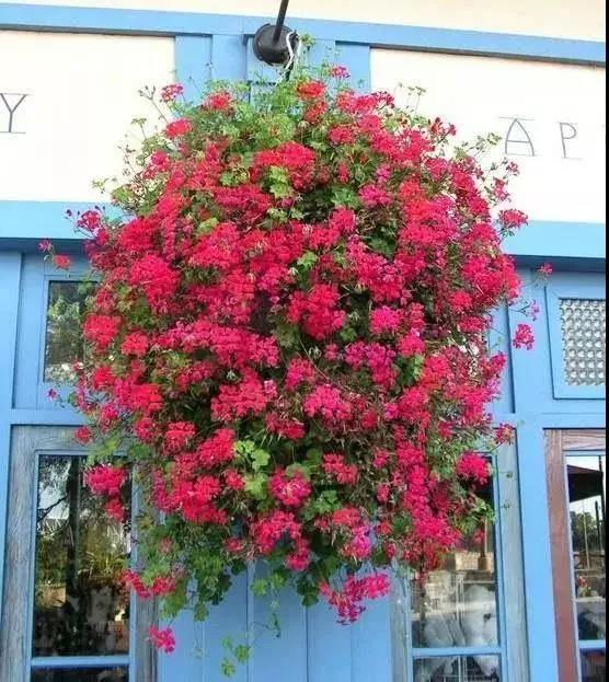 青岛花园设计-天竺葵