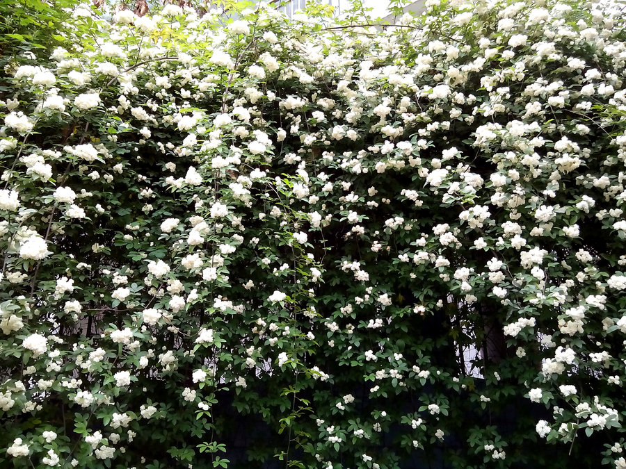 青岛花园设计-七里香