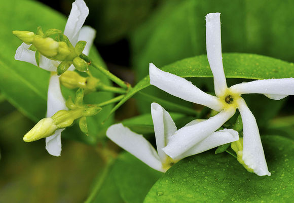 青岛别墅庭院设计之风车茉莉