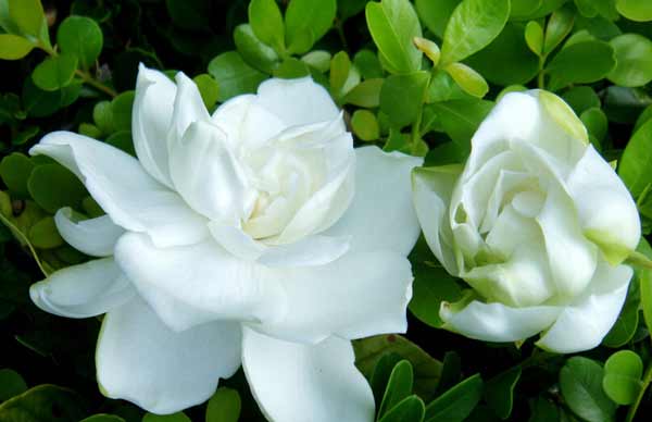 青岛庭院设计之栀子花