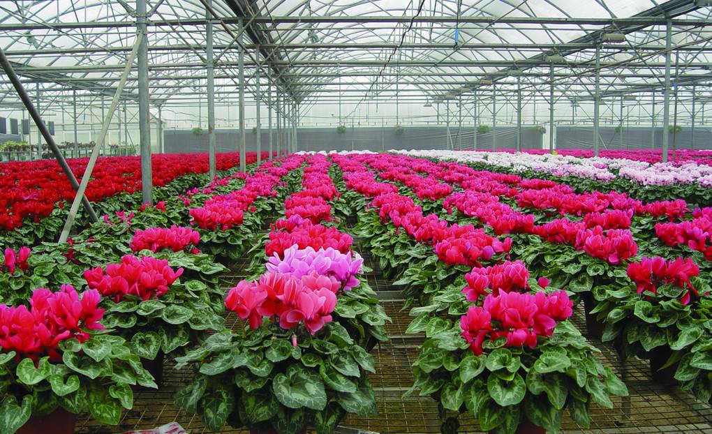 温室花草的通常拾掇,青岛庭院设计