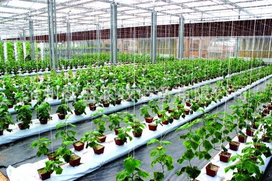 青岛庭院设计之花卉