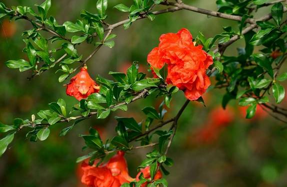 芒种青岛庭院设计美事：花盛开