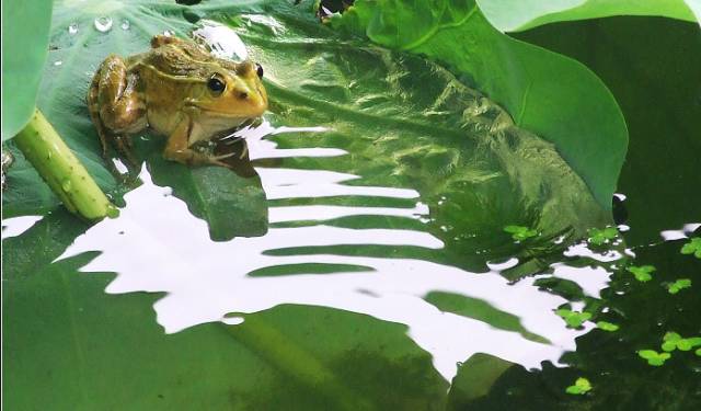 青岛别墅庭院设计,青岛庭院设计