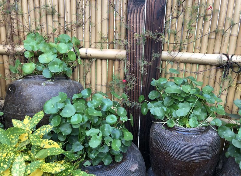 青岛庭院设计,青岛别墅庭院设计