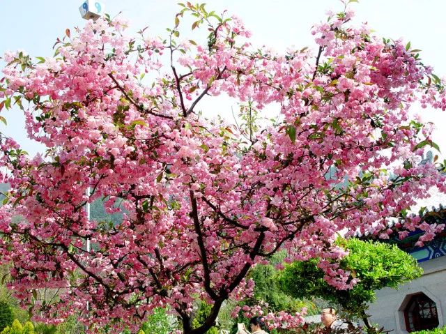 海棠树花开艳丽