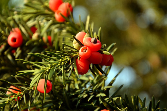 青岛日式庭院设计风格