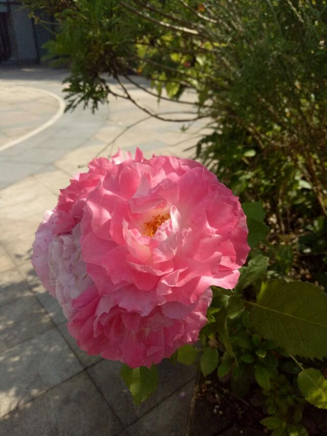 青岛庭院设计公司