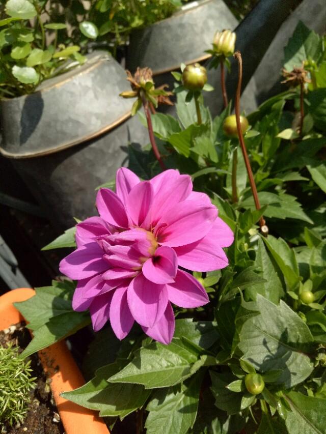 别墅庭院景观设计