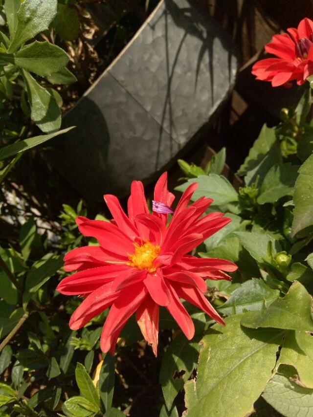 山东庭院设计公司