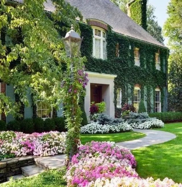 吸附类攀缘植物