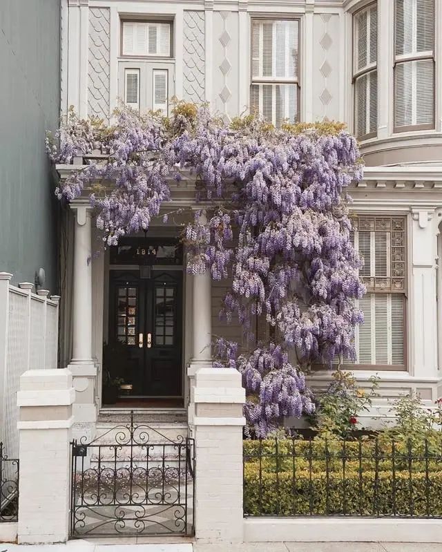 缠绕类攀缘植物