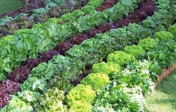 青岛花园设计公司