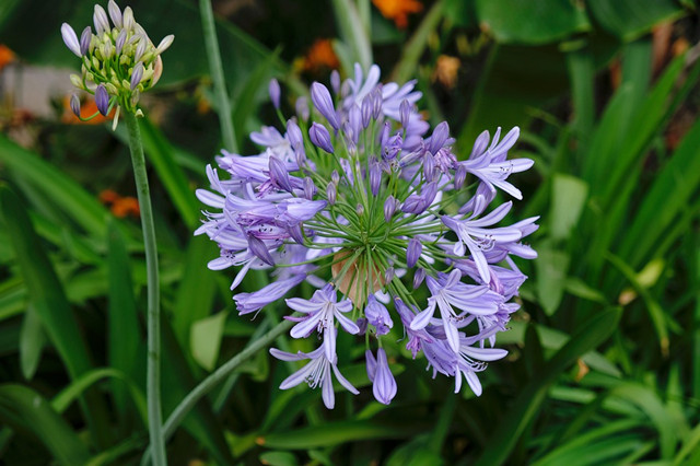 青岛别墅庭院设计