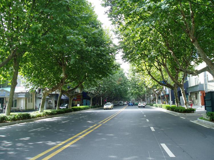 市园林处为街路两旁树木集体“理发”