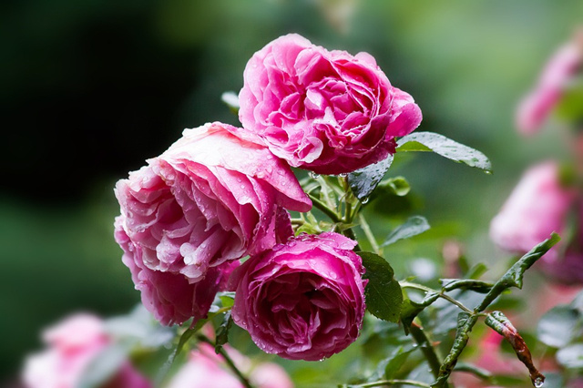 现代、中式、日式庭院设计植物选配有哪些讲究?