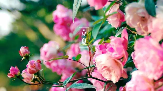 今日立夏：你好，夏天！
