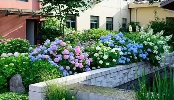 干货分享|小庭院植物配置的基本方法