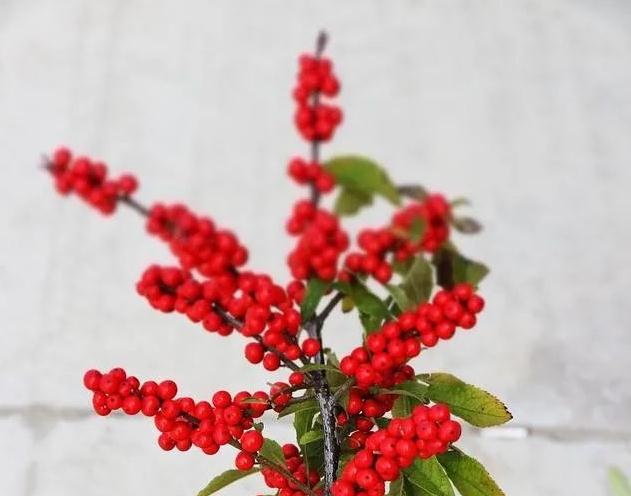 冬天别墅庭院设计施工美出天际的五大耐低温“宝贝植物”