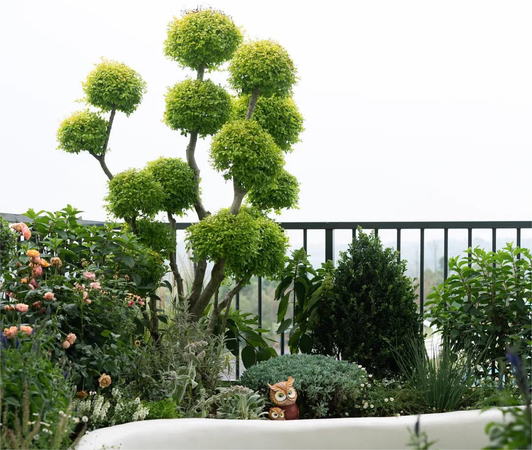 别墅花园里的植物搭配到底有哪些讲究?