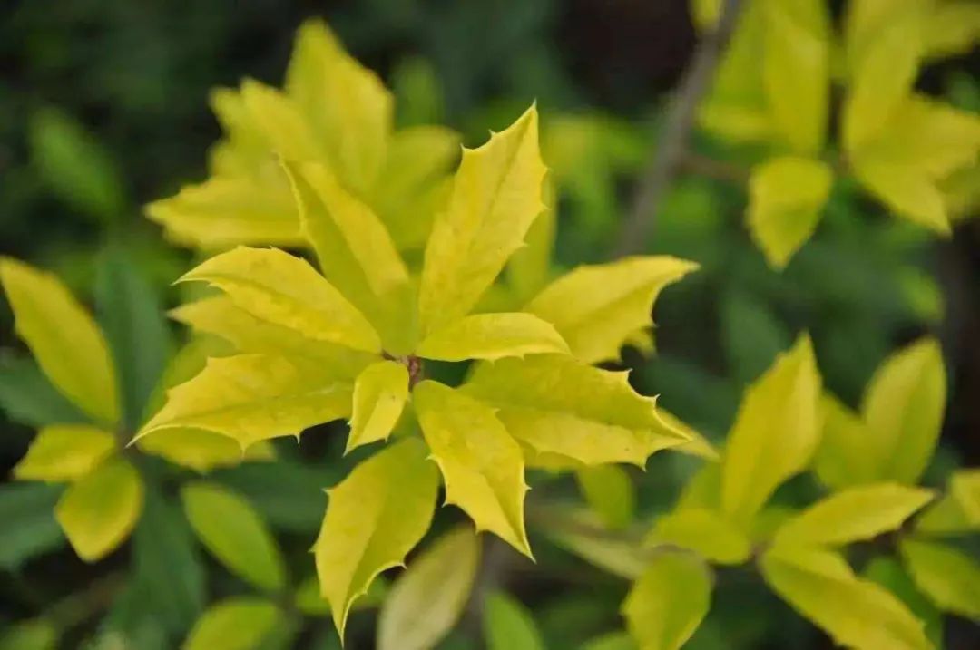 精品球类植物汇总之彩叶球篇