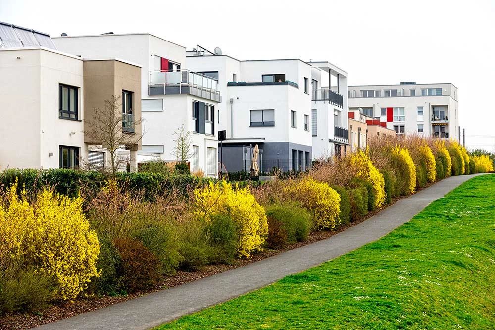 这几款绿篱，让你的花园边界通透又美观~快来试试吧