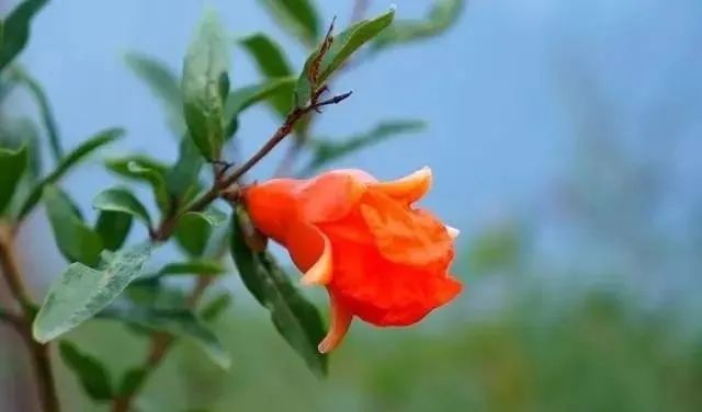 这10种花植，添置进你的小院中，芳香四溢，心情愉悦~