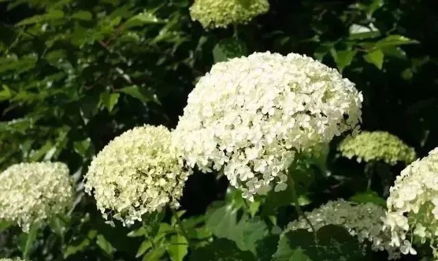 夏天来袭！你的小院里确定不装扮上这么美的绣球花？