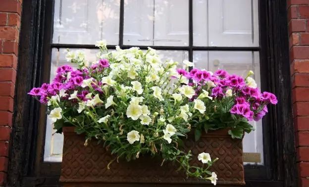 窗台也能造花园？好有生命力！