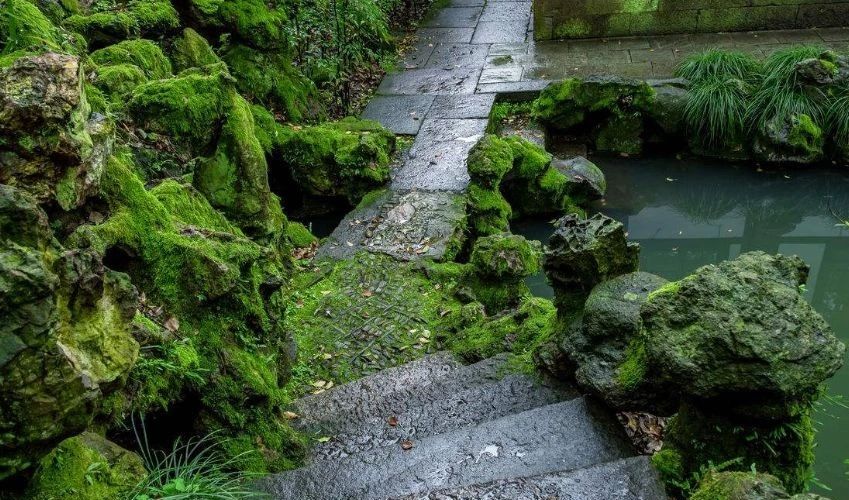 庭院养苔，清新又雅致~