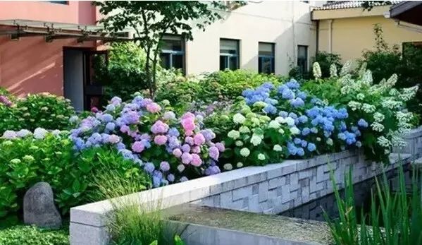 小庭院植物配置复杂？不妨试试这么玩~