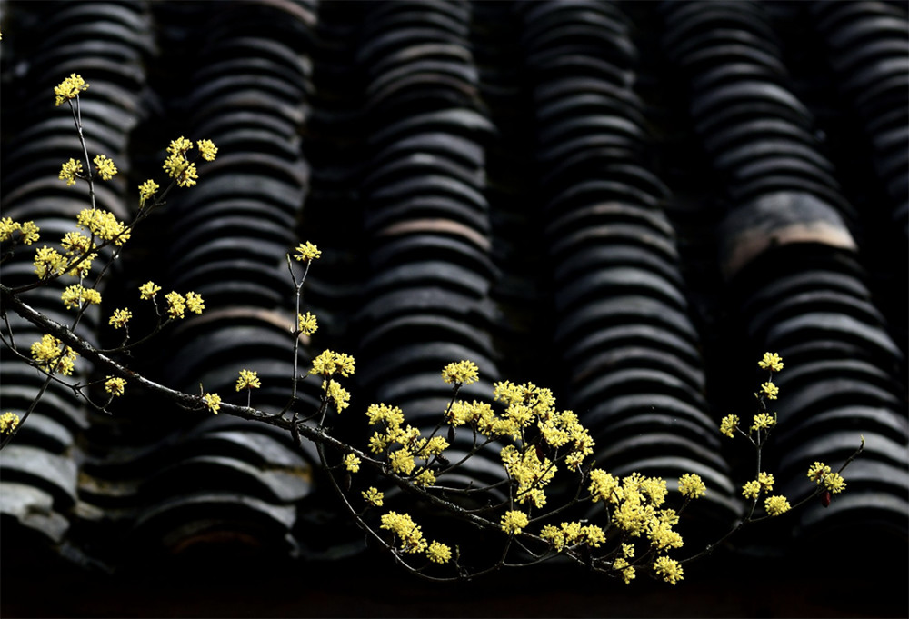 那些让人陶醉其中，不能自拔的中式庭院，离不开这几个核心色彩！