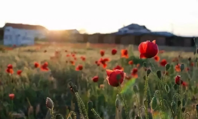 花园植物色彩语言，让植物为你说话