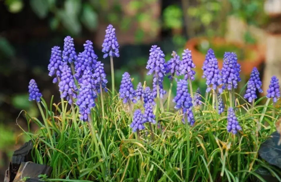 花园庭院里，常见的18种镶边植物