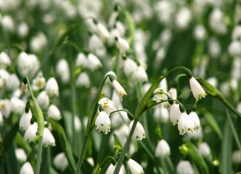 低成本打造阳台花园，美到让你不想出门