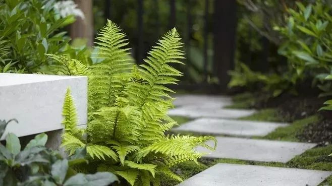 汀步，杂乱与韵律的交融之美