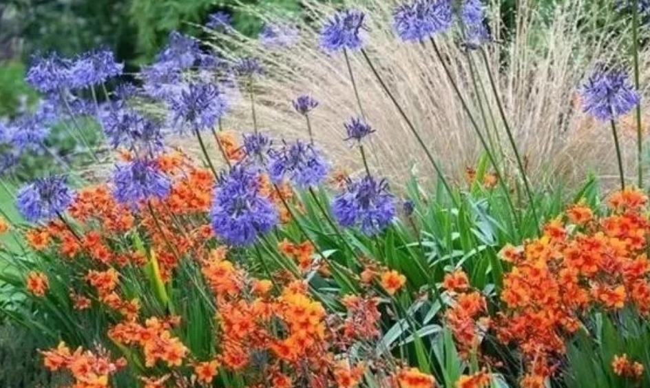 做好花境植物配置，给你意想不到的惊喜！