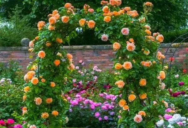 小院子+拱门，瞬间让你的花园美成仙境