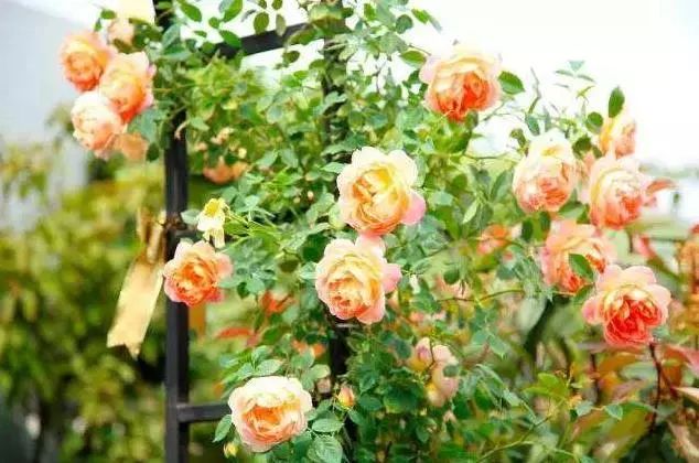 如此漂亮的花园设计，谁看了都会心动。潍坊庭院设计