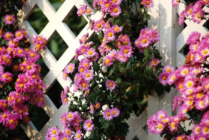 愿有一方庭院，远离尘嚣，安放诗意的灵魂