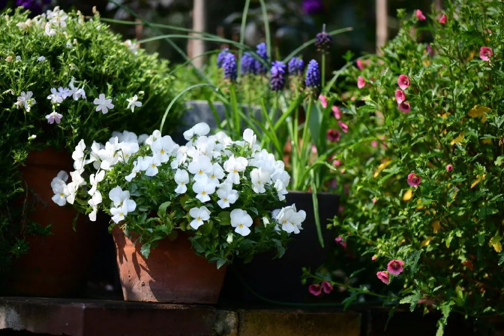 花园之美，美在哪些方面？