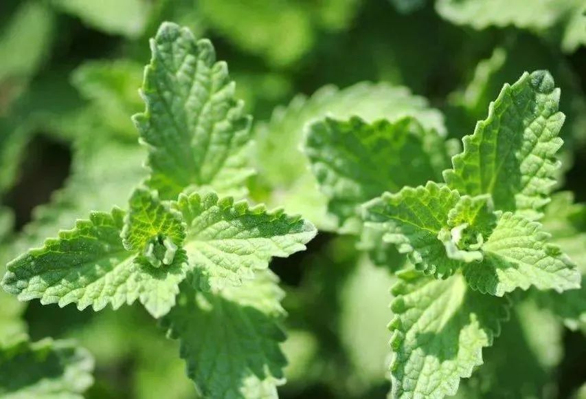 你可曾听说过“香草花园”，家里瞬间变身为超高级的米其林氛围