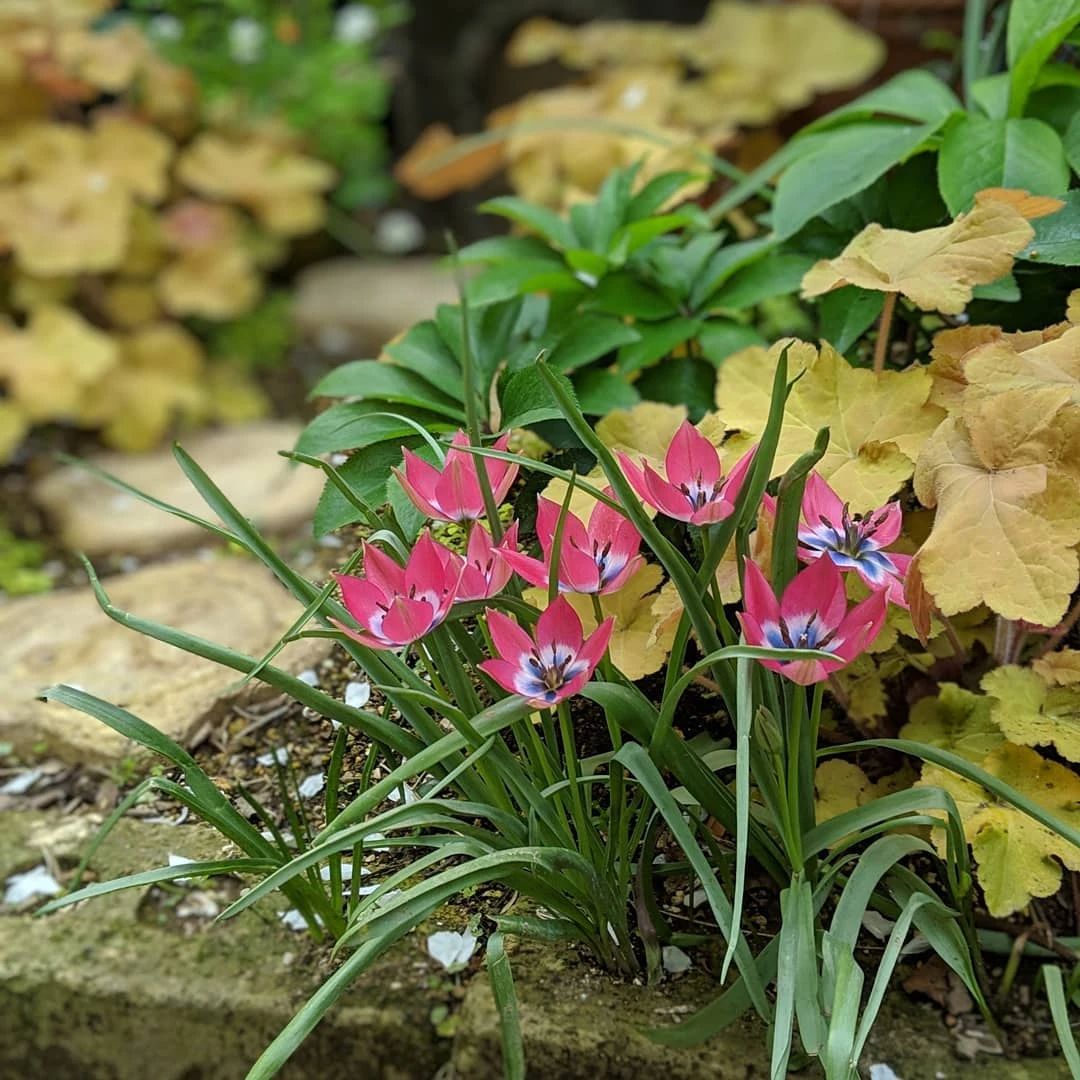 装饰小品，把它带到花园里，快乐翻倍